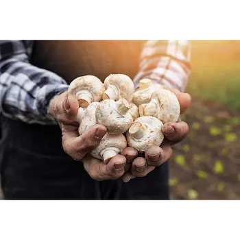 Mushroom (5)-9421952-3695.webp